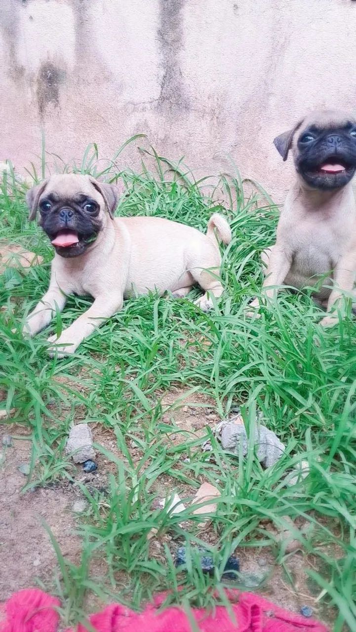 Pug disponíveis  - Foto 2