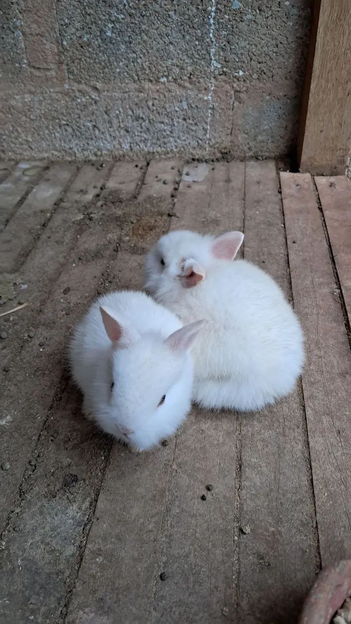 Coelhos para troca ou venda