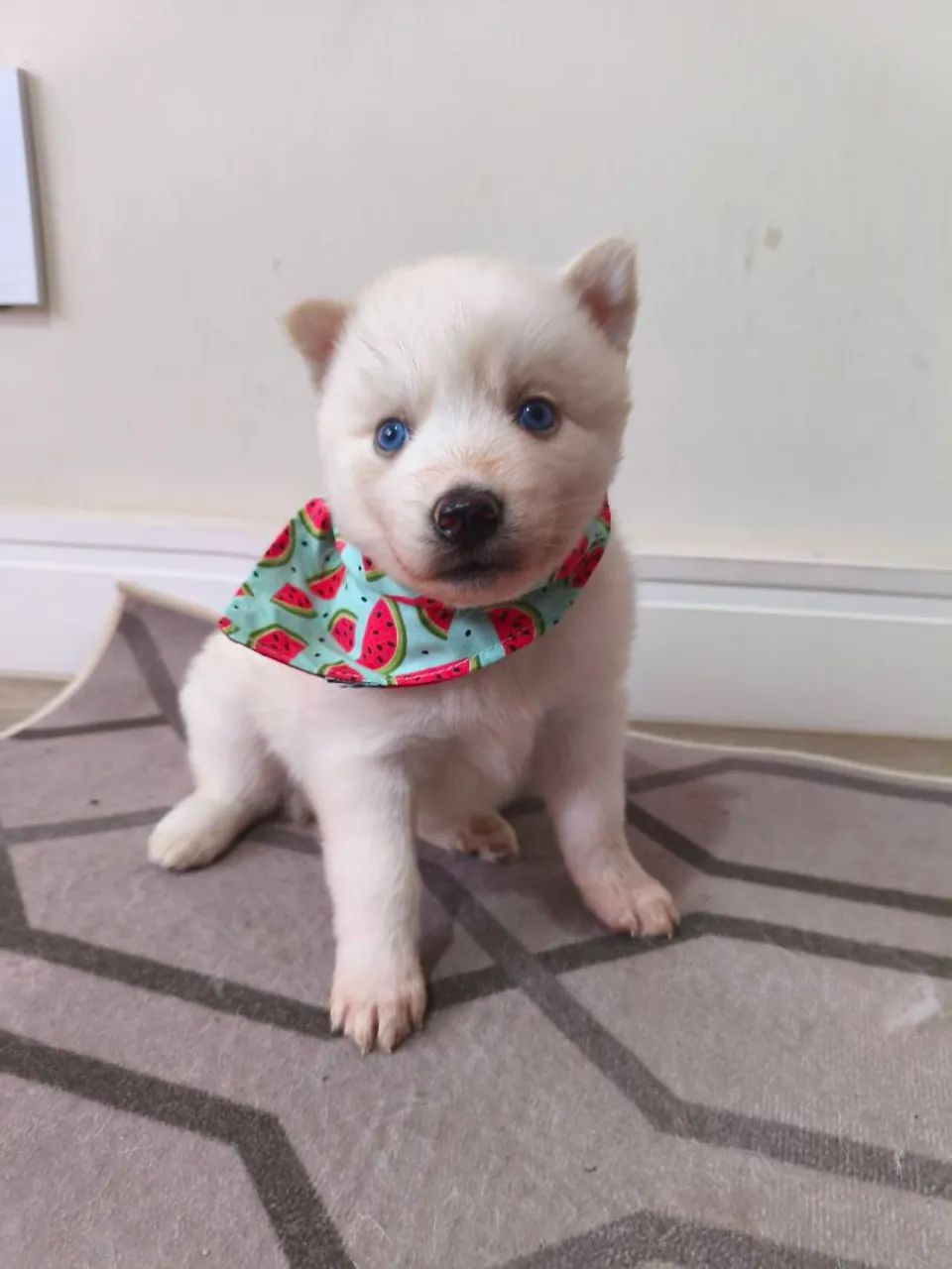 Filhotes de husky siberiano  - Foto 4