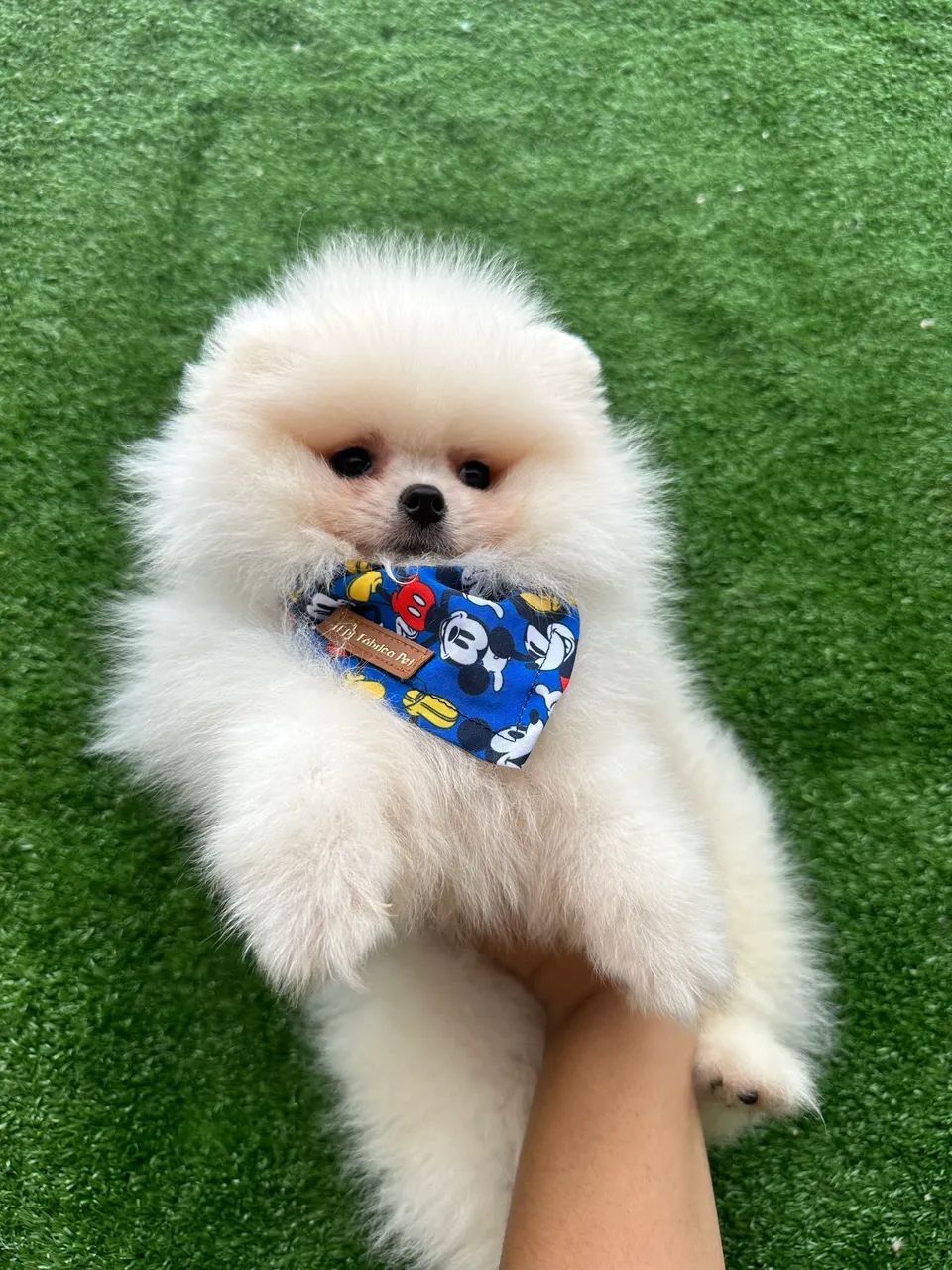 Lulu da pomerania de altíssima qualidade  - Foto 3