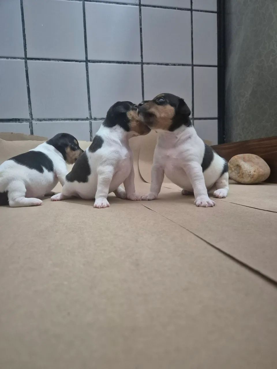 Filhotes de Terrier Brasileiro/fox paulistinha. - Foto 3