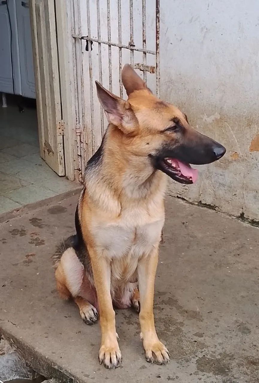 Dog lindos e amáveis  - Foto 4