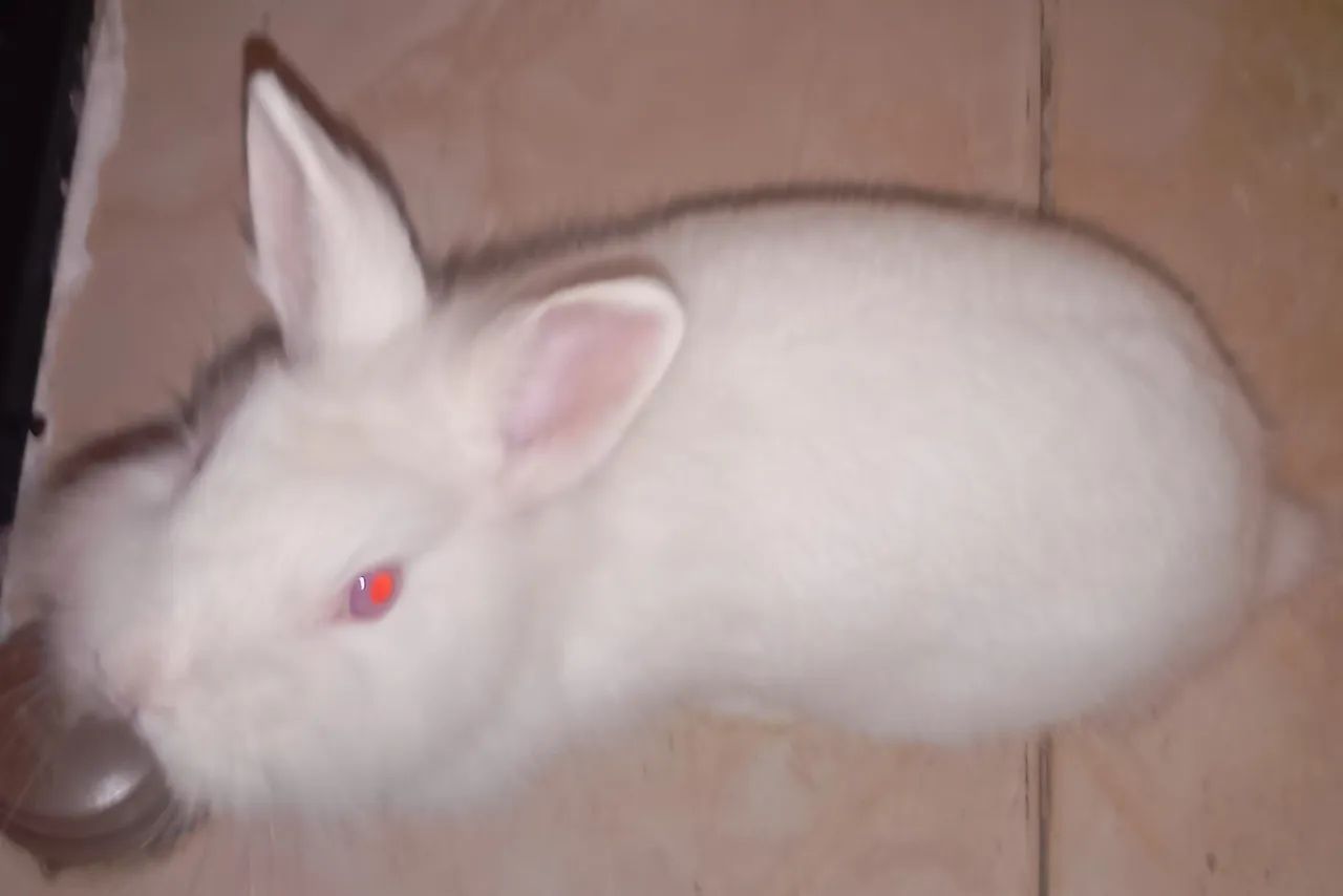 Vendo mini coelho  - Foto 2