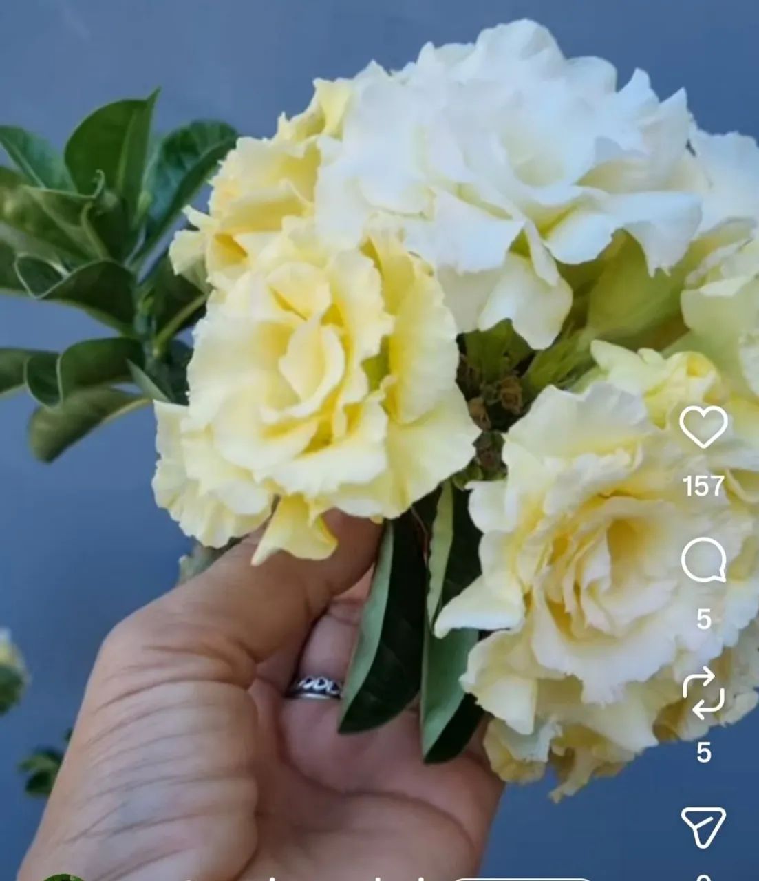 Rosas do deserto adulta amarela buquê  - Foto 2