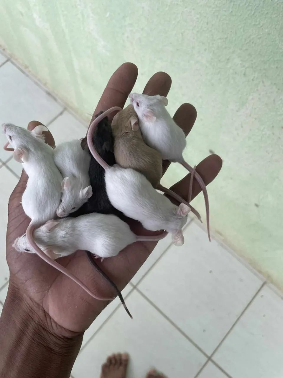 Estou vendendo uma gaiola com 7 Camundongo