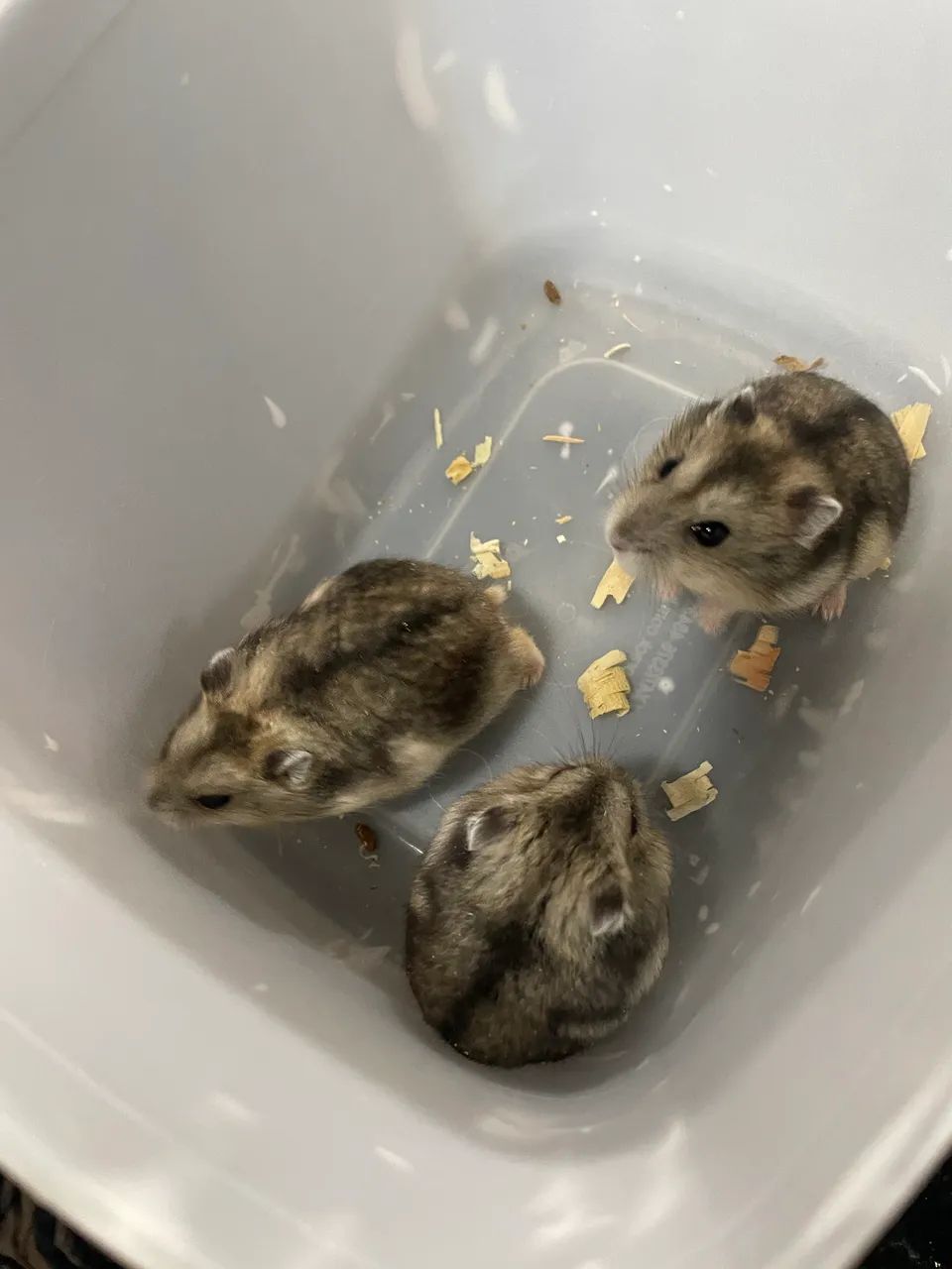 Hamster 