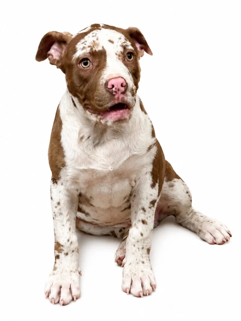 AMERICAN BULLY