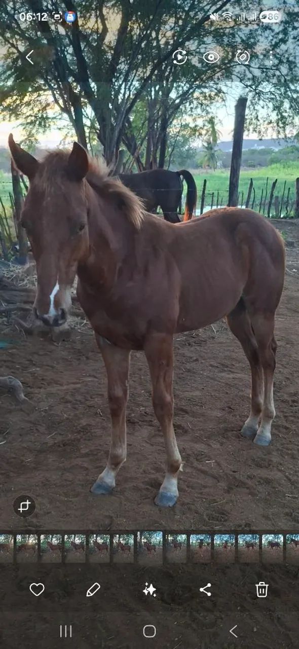 Potro 3/4 - Foto 3