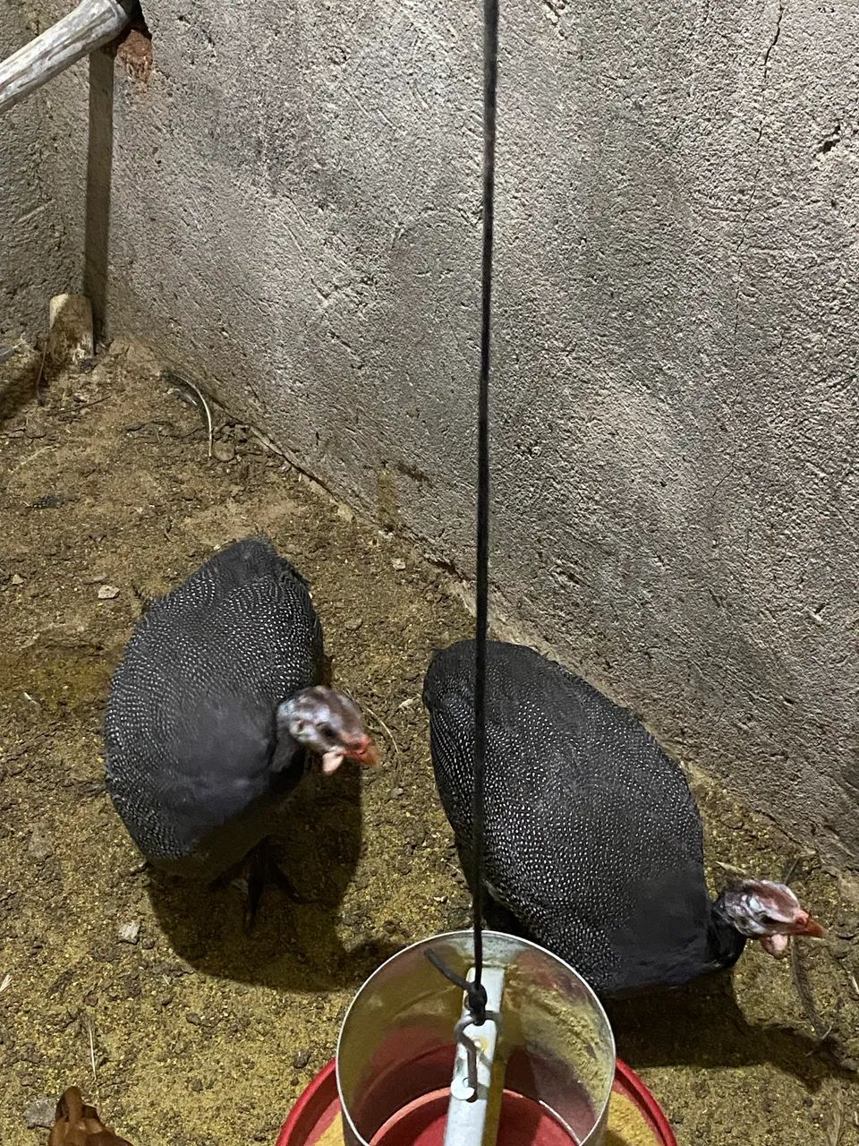 Guiné