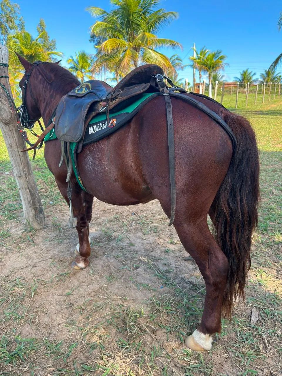 Vende se Pônei  - Foto 2