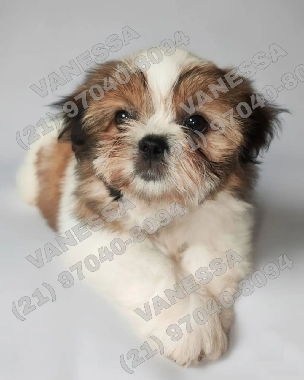Filhotes de Shih-Tzu - Foto 2