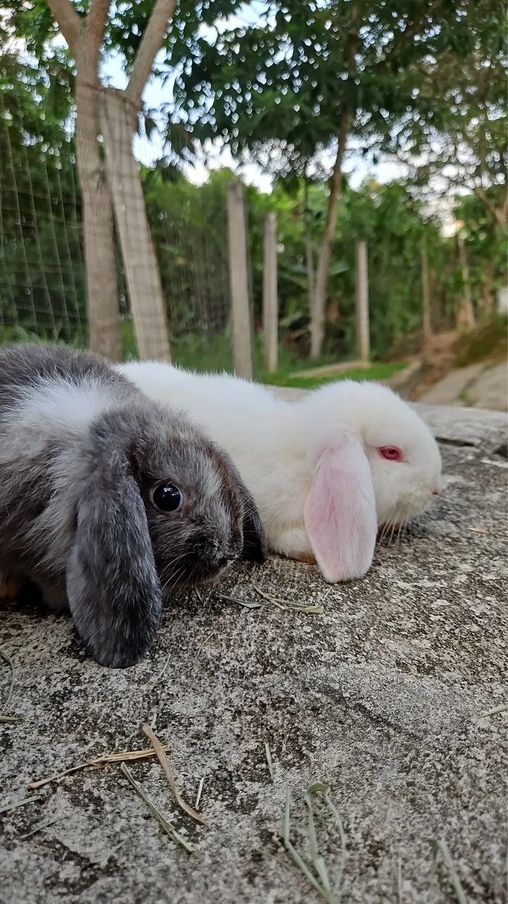 Coelhos Mini Lop