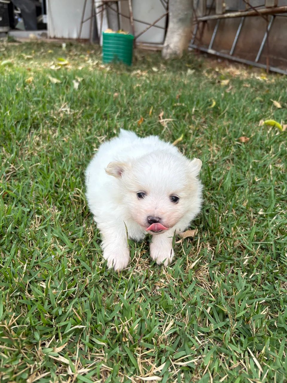 Spitz alemão macho - Foto 4