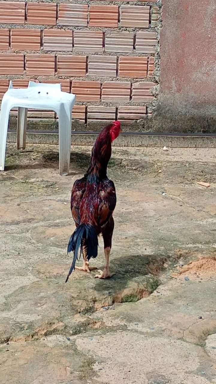 Vende se galo  - Foto 4