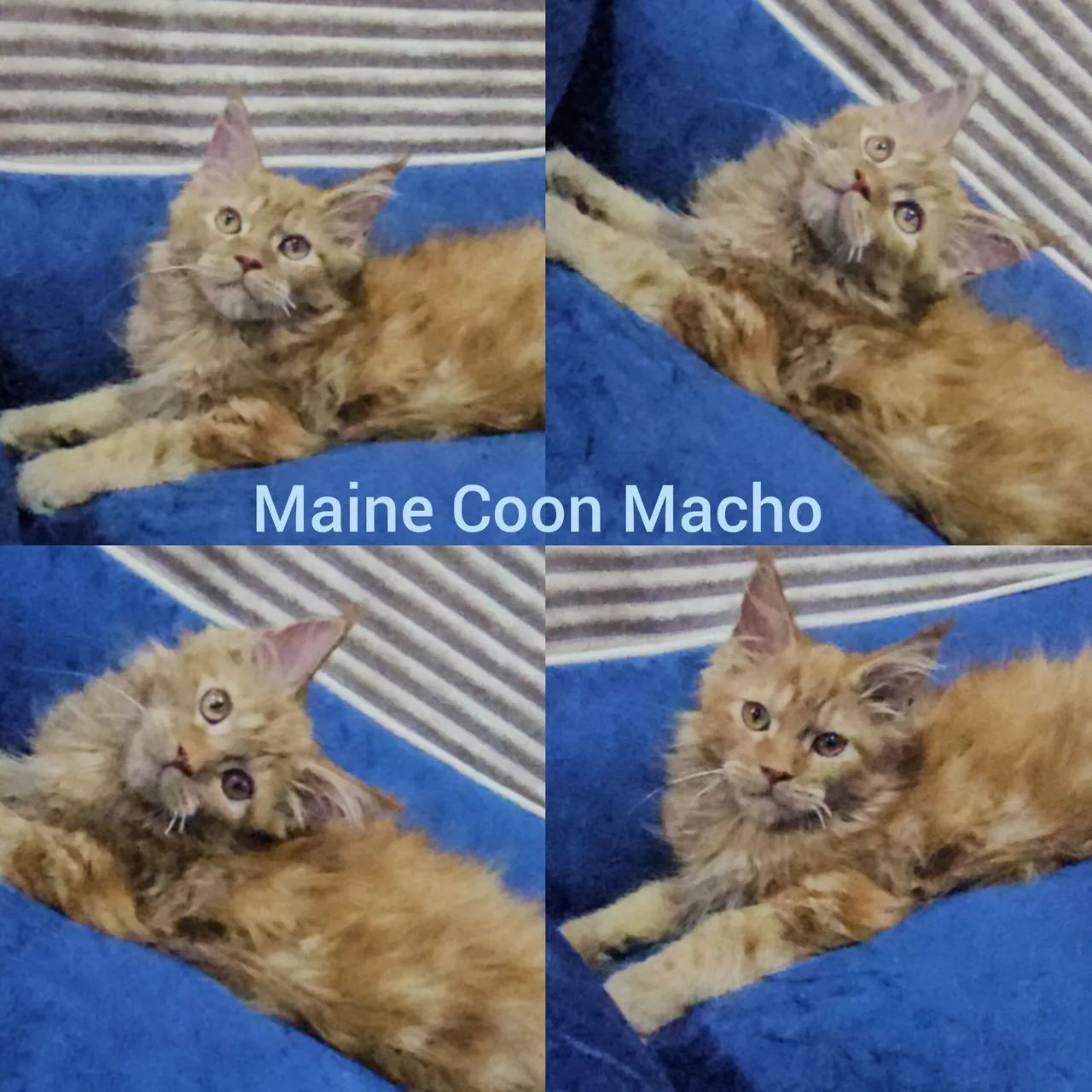 Maine Coon Filhotes - Gatil BSB Cat  - Foto 3