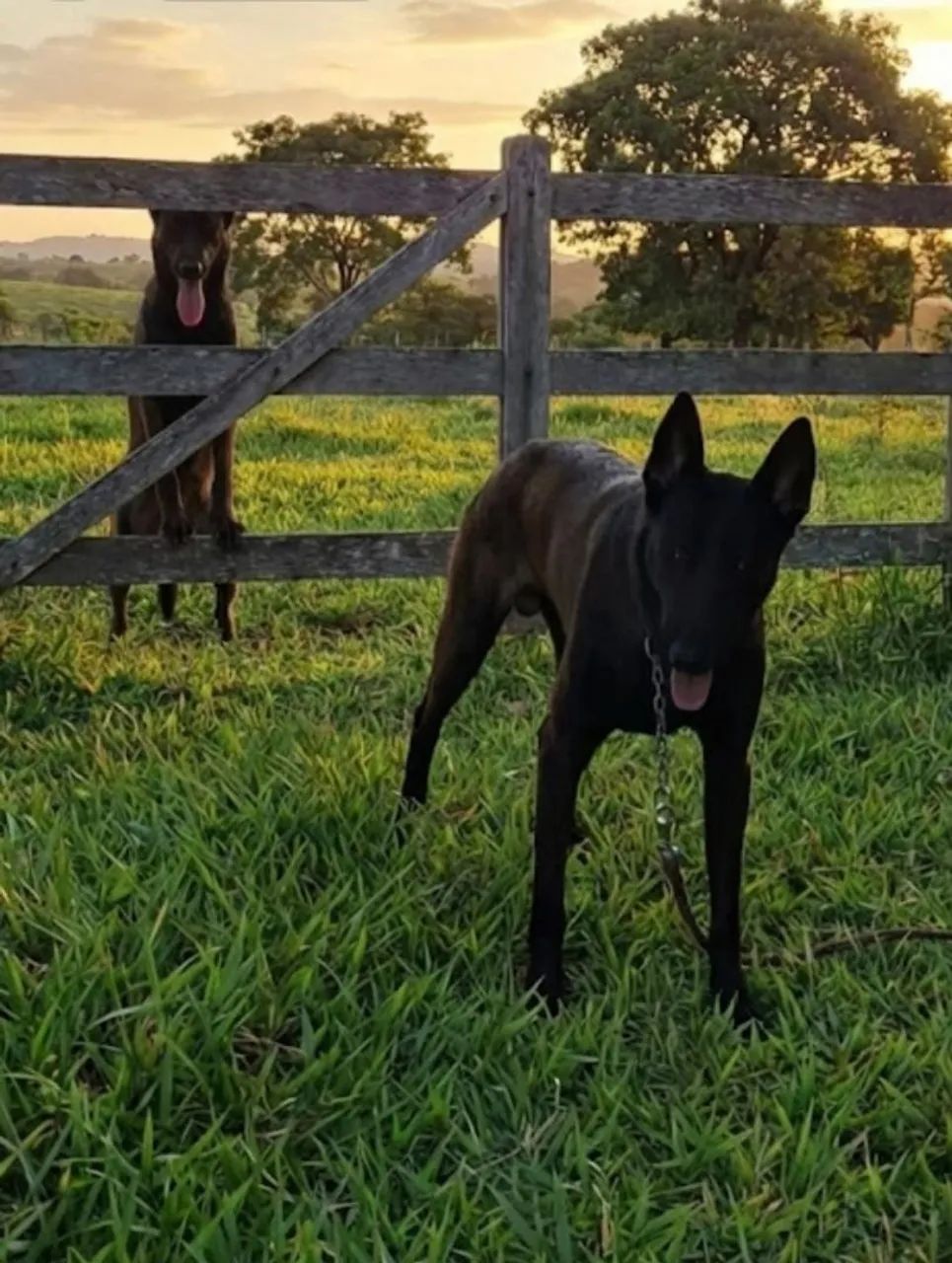 Pastor belga de malinois  - Foto 2