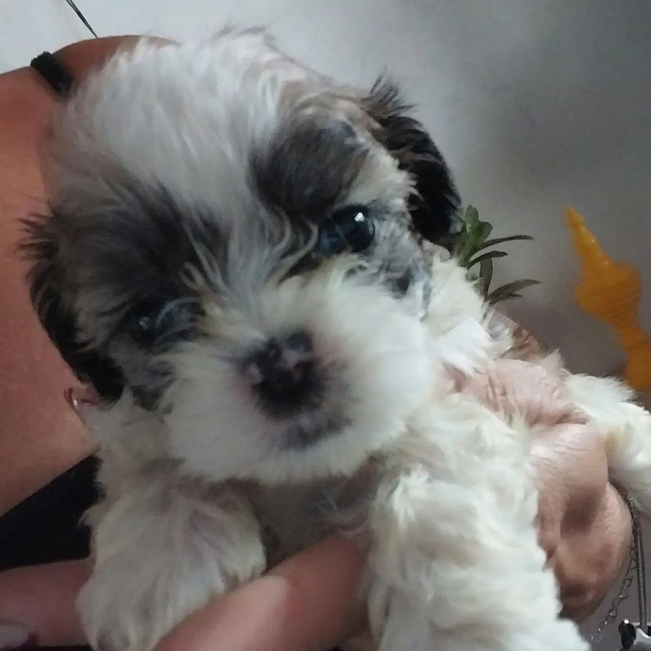 Shitzu Macho Disponível 