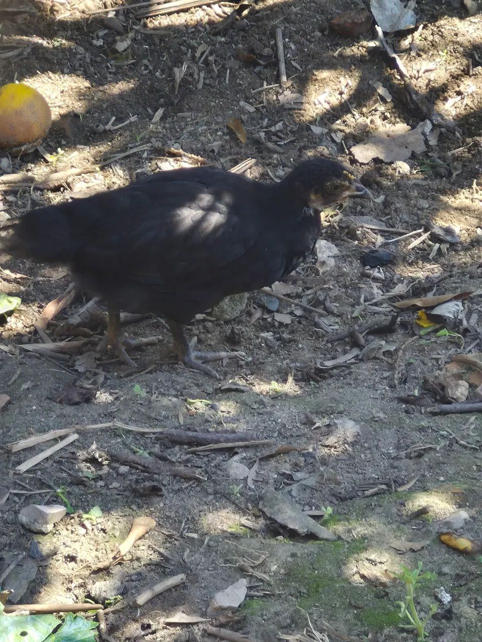 Vendo franguinhos e franguinhas  - Foto 3