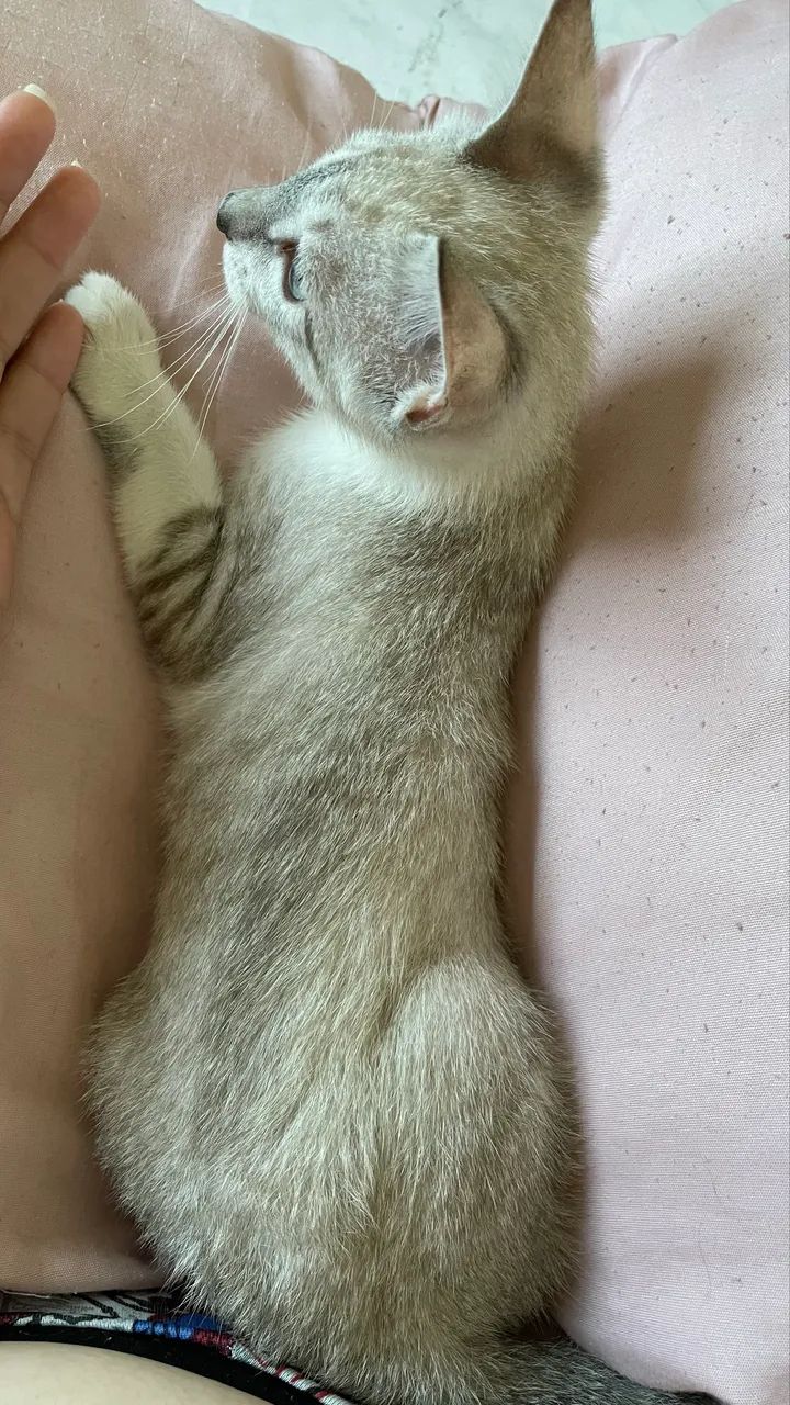 Doação gatinha 3 meses fêmea - Foto 3