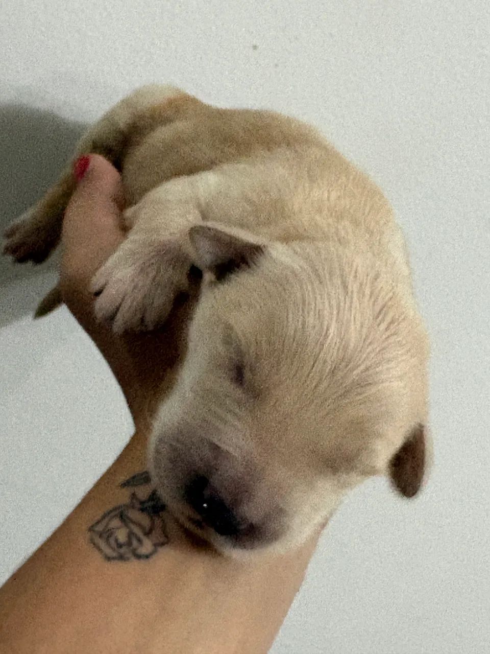 Golden Retrivier  - Foto 5