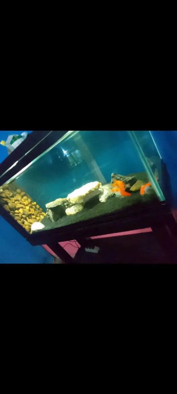 aquário 200l completo 