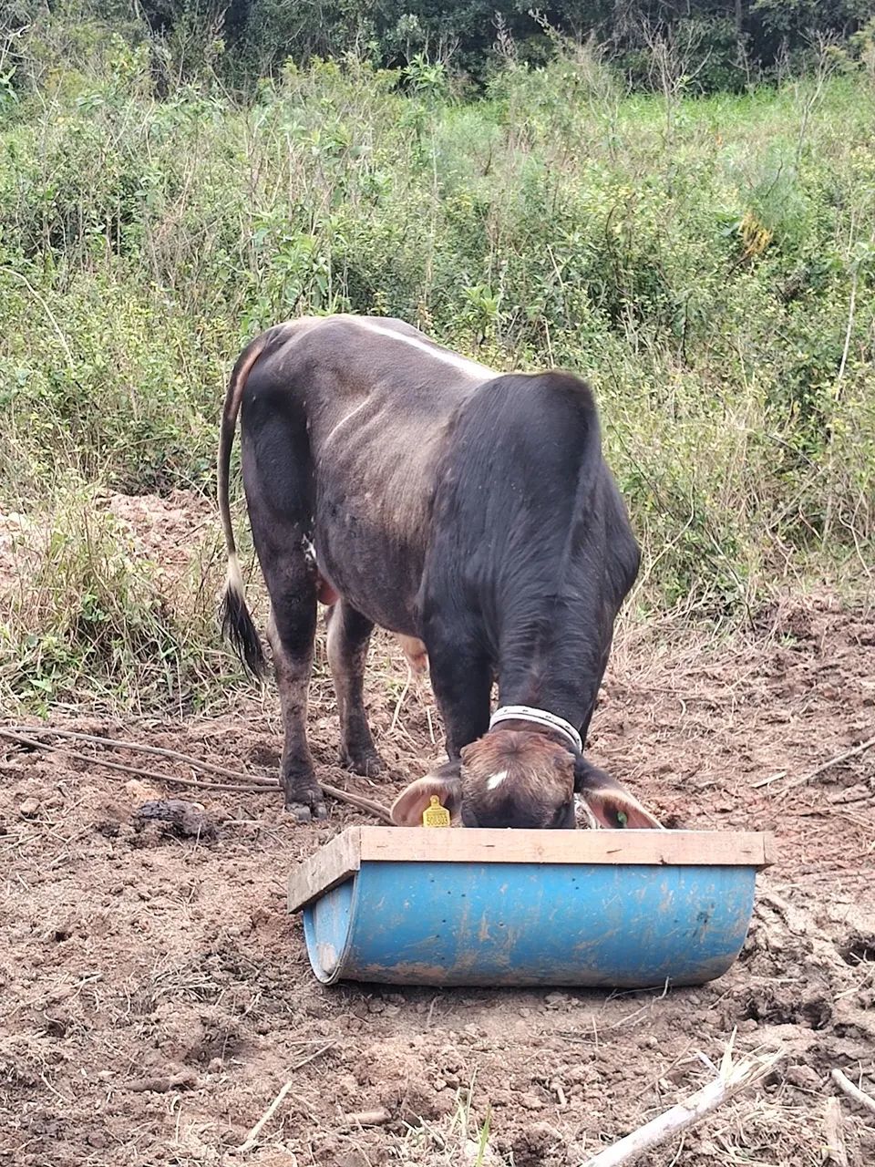 Venda de gado  - Foto 3