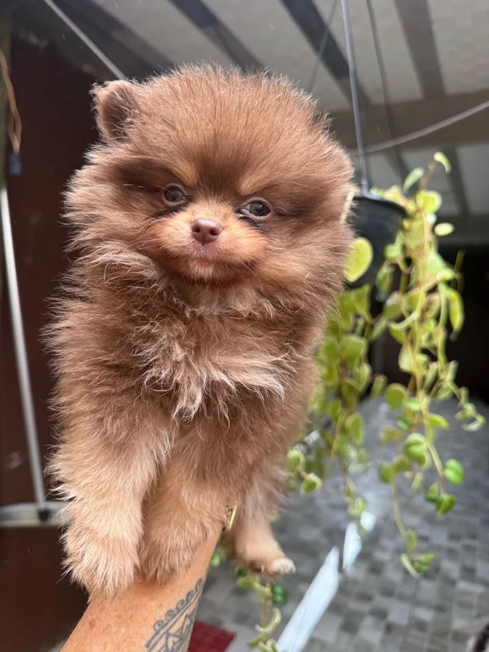Spitz Alemão Macho