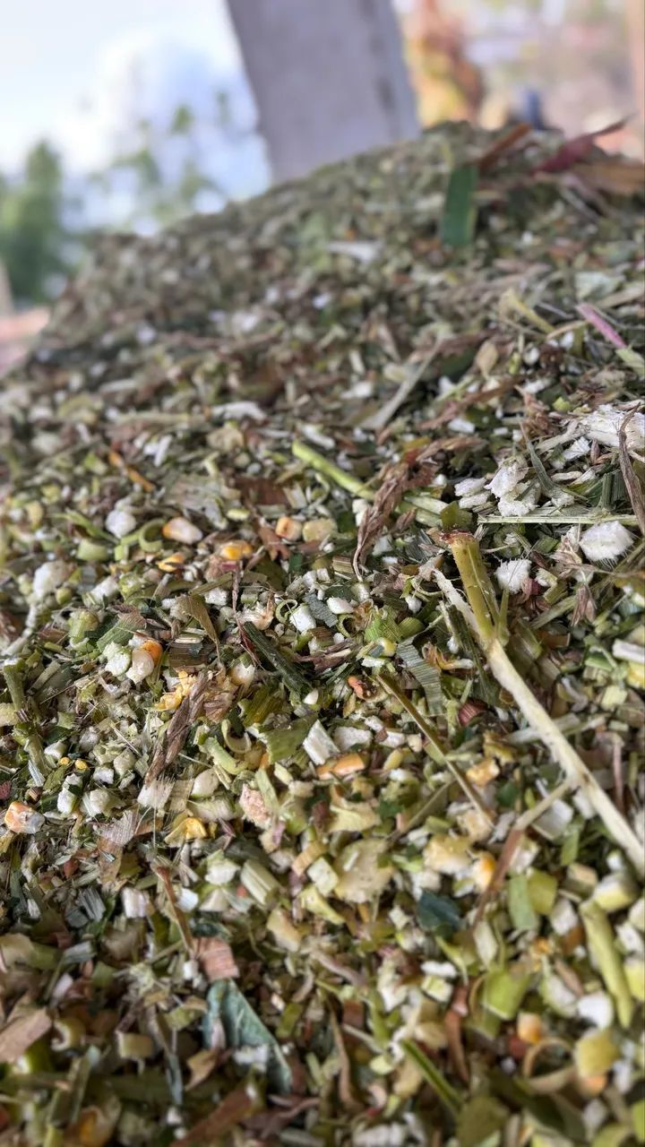 Silagem de Milho - Foto 6