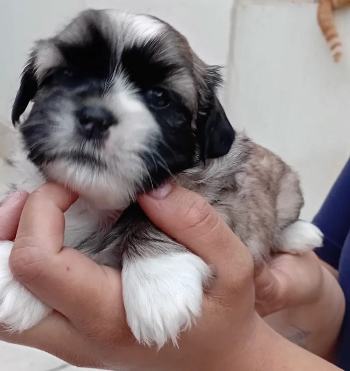 Shih tzu machinho  - Foto 2