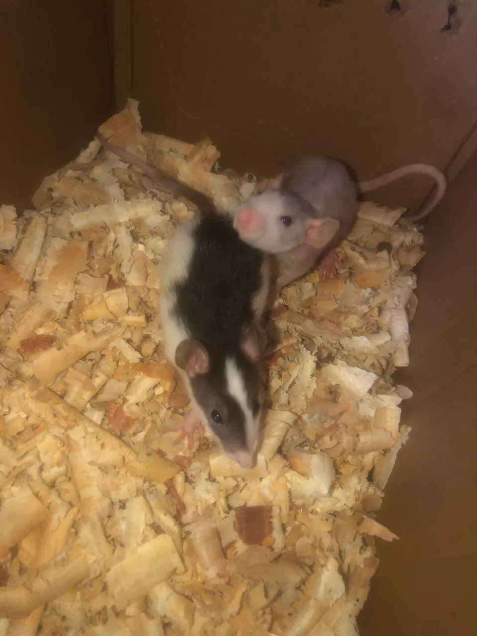 Rato Twister hairless