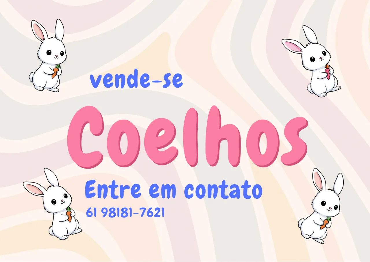 Vende-se filhotes de coelhos