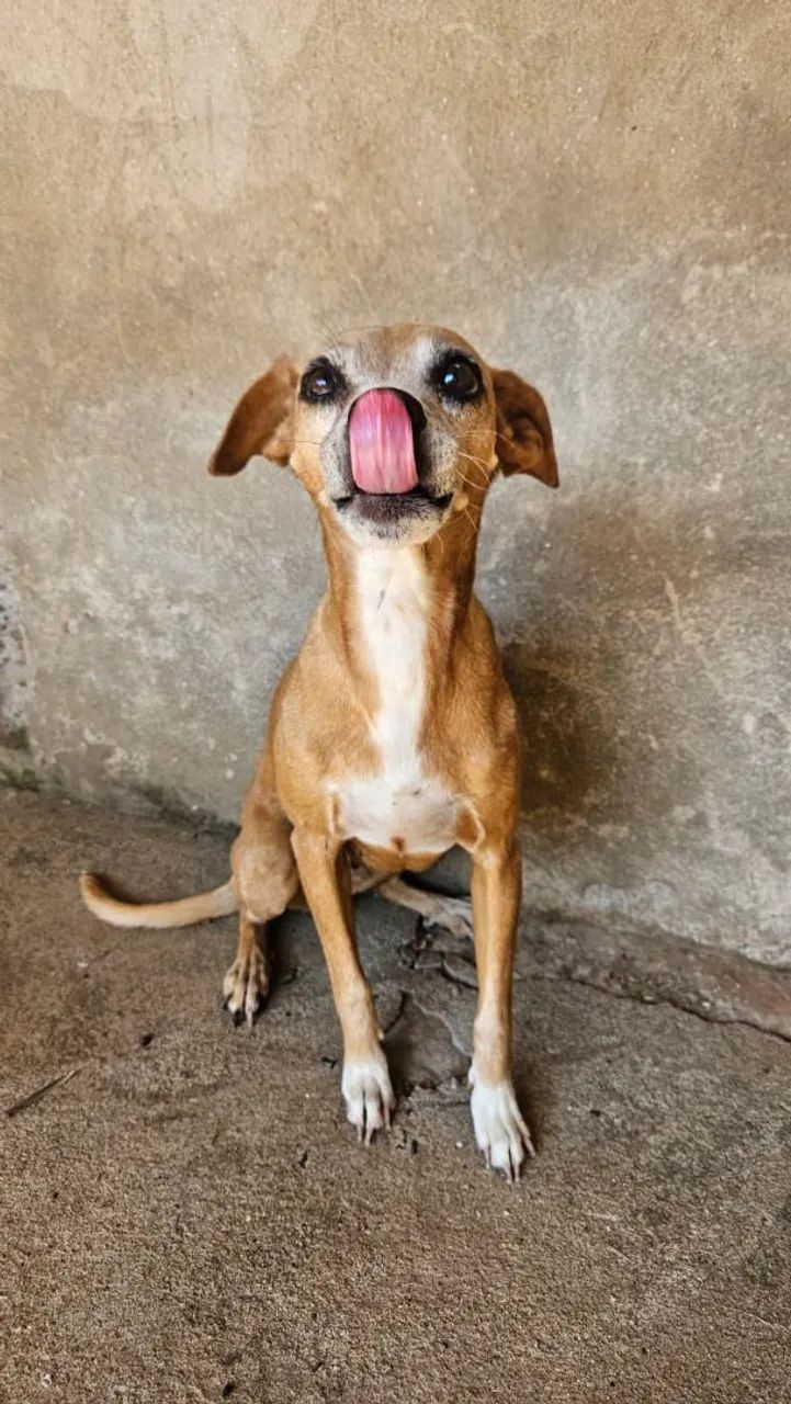 Doação de cachorro - Foto 2