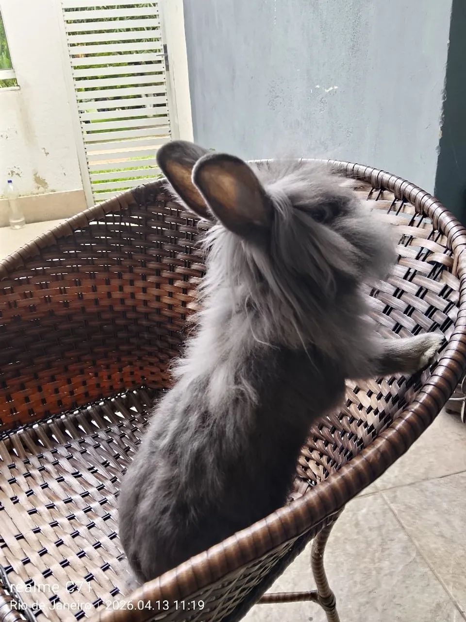 Coelho Raça Mini Lion Head Macho  - Foto 5