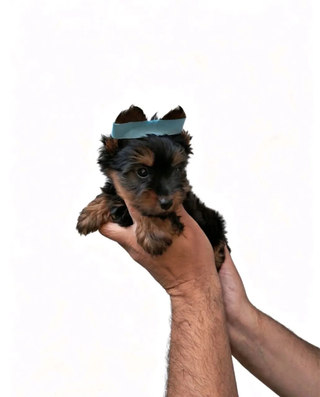 Dogs mini
