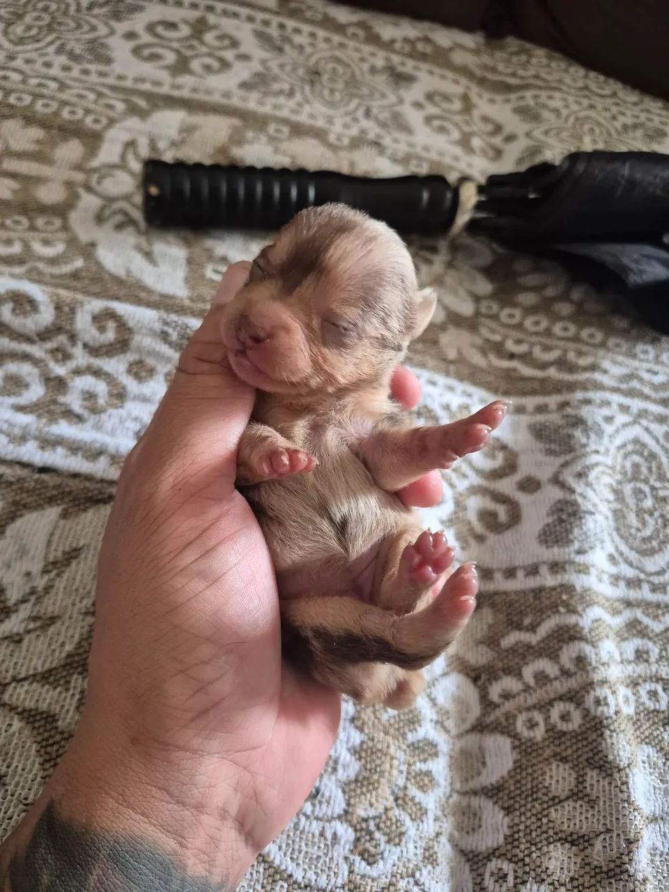 Pinscher macho marley 