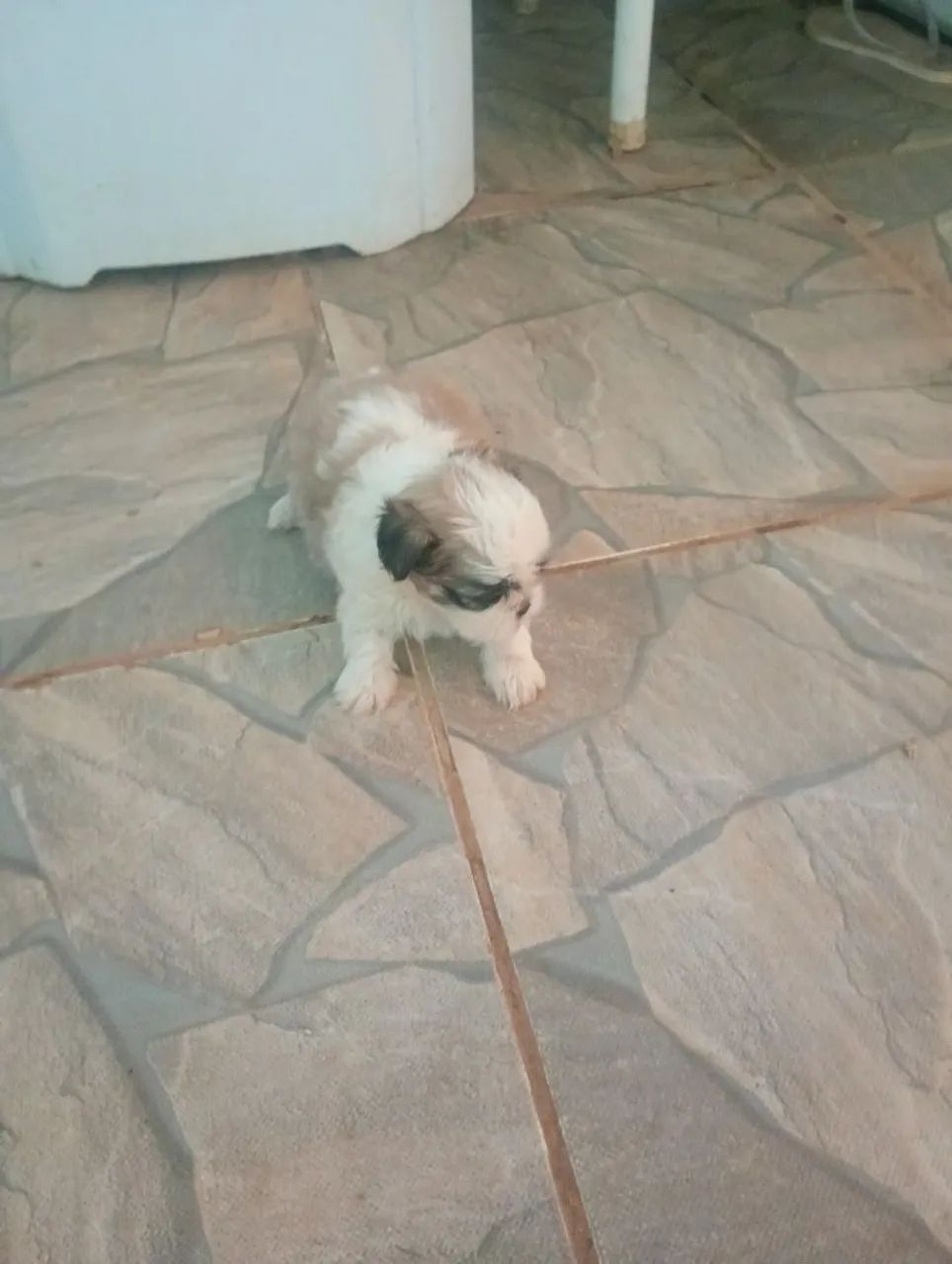 Vende-se shih Tzu  - Foto 2