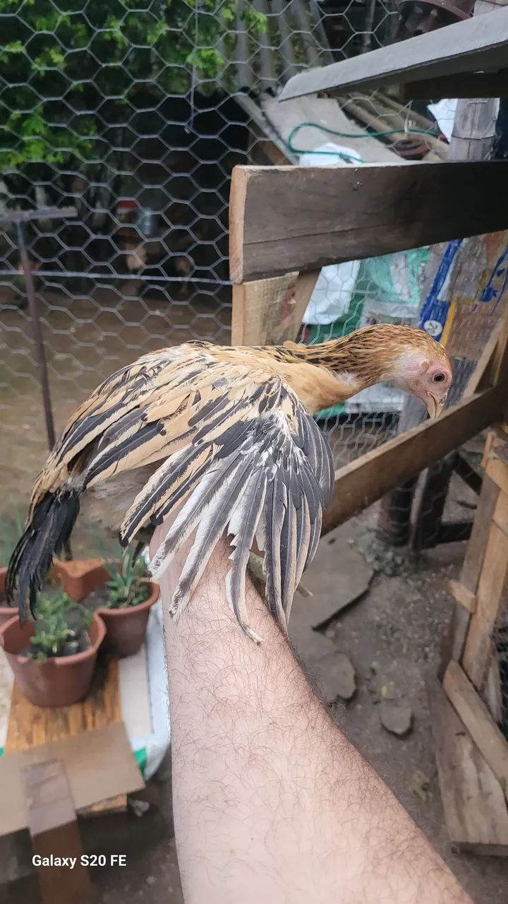 Frangos Indios, Brahma, Novogen 60 dias - Foto 3
