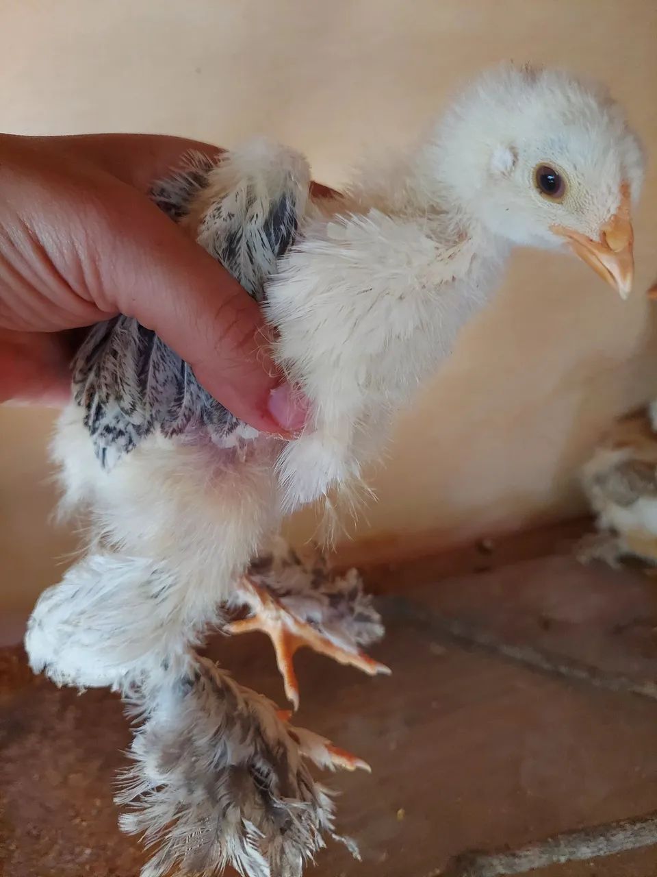 Pintinho Brahma 1 mês 