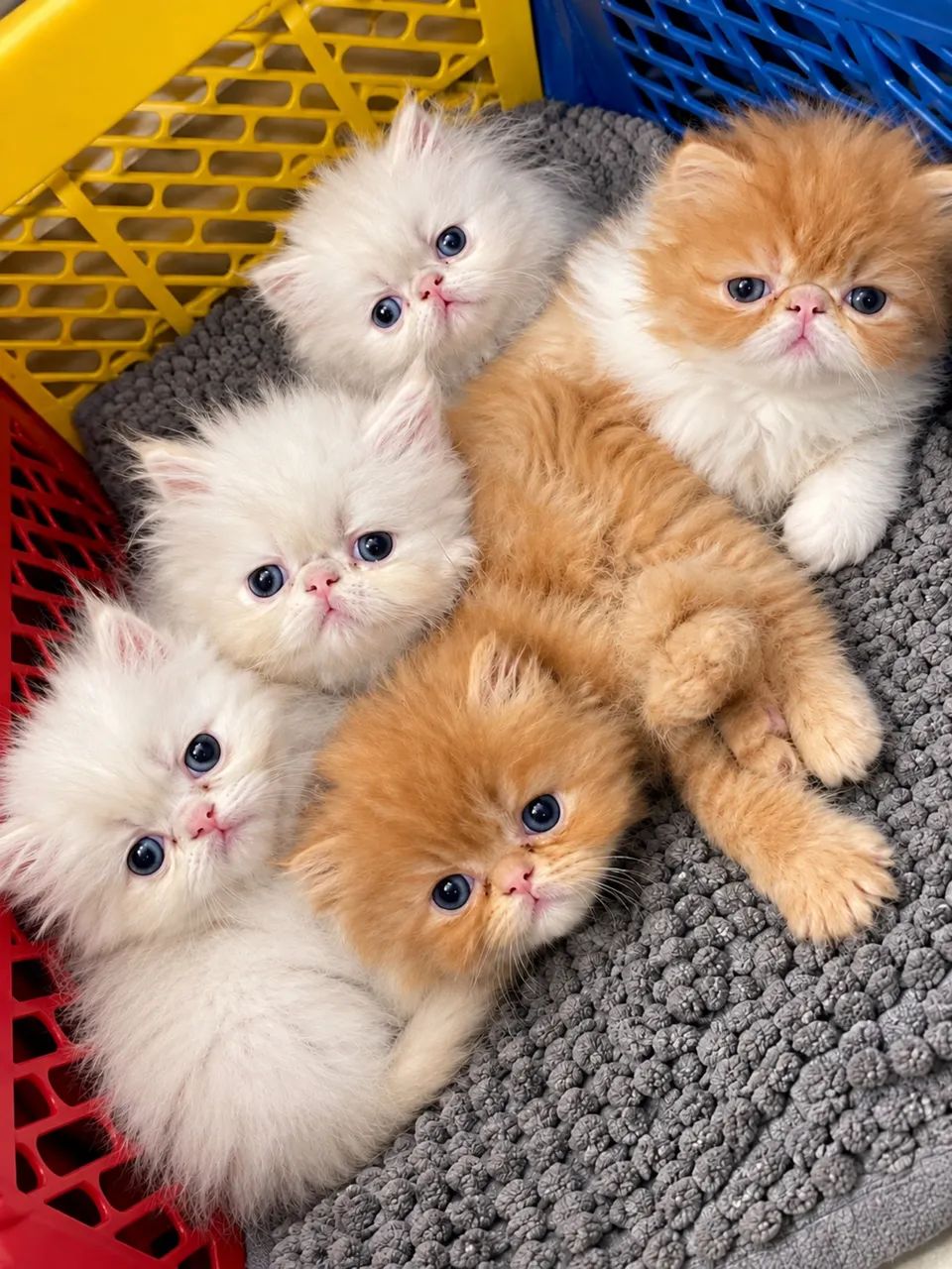 Gatos Persas  - Foto 3