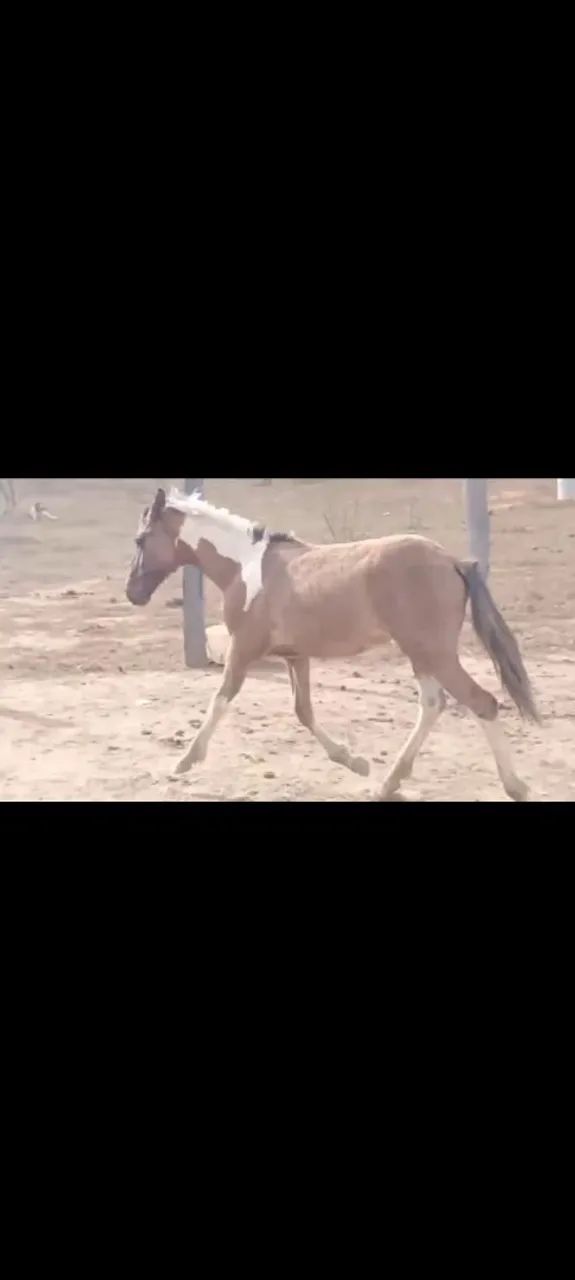 Cavalo  - Foto 2