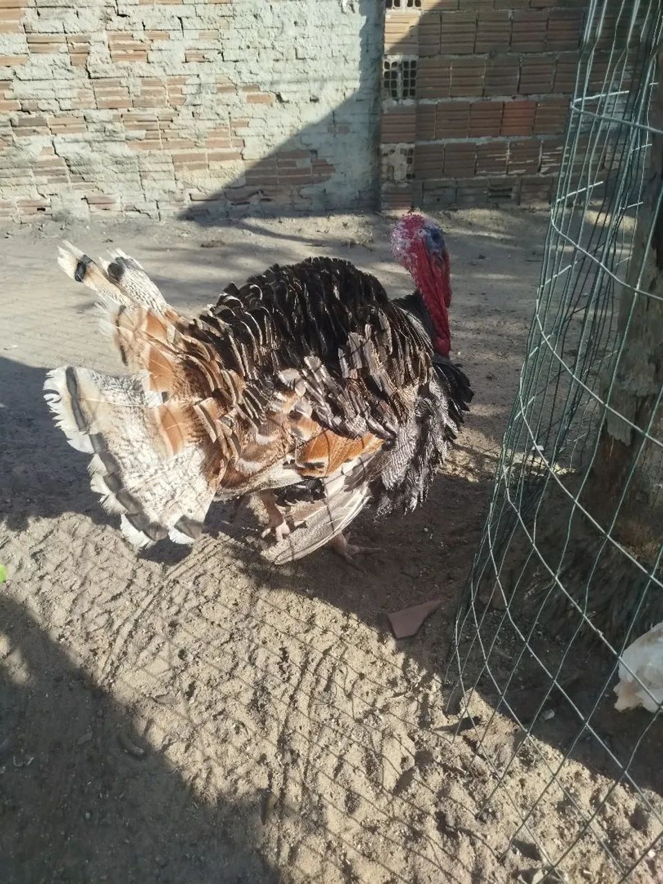 Peru - Foto 3