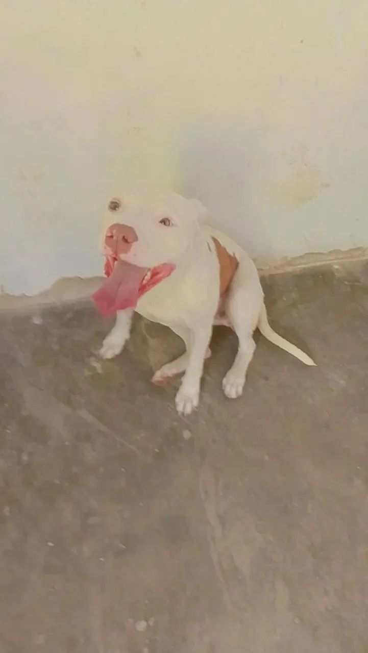 Estou doando uma cachorra Pitbull 