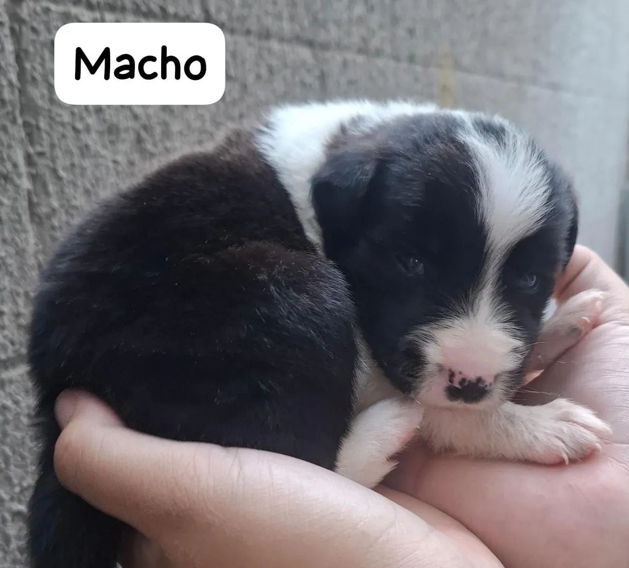 Filhotes de Border Collie - Foto 3