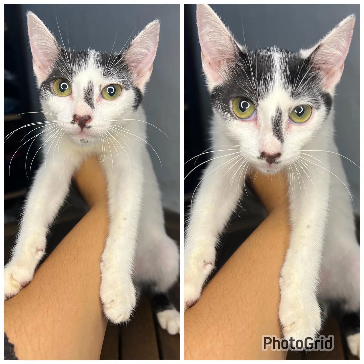 Doação responsável  - Foto 6