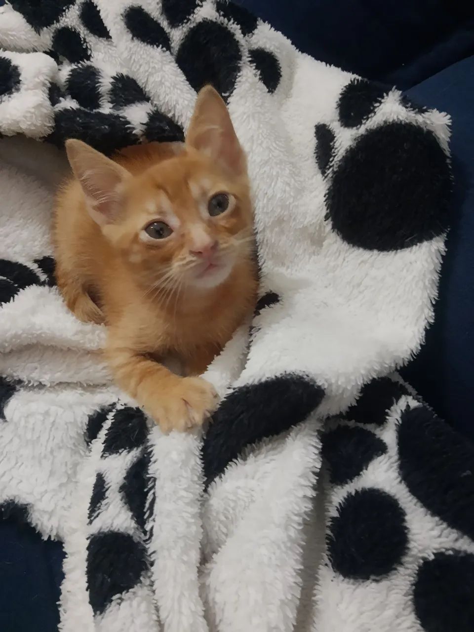 Doação de gato  - Foto 4