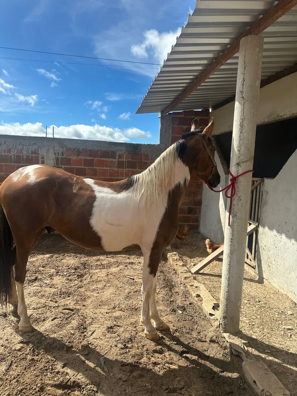 Vendo Potro Pampa - Foto 6
