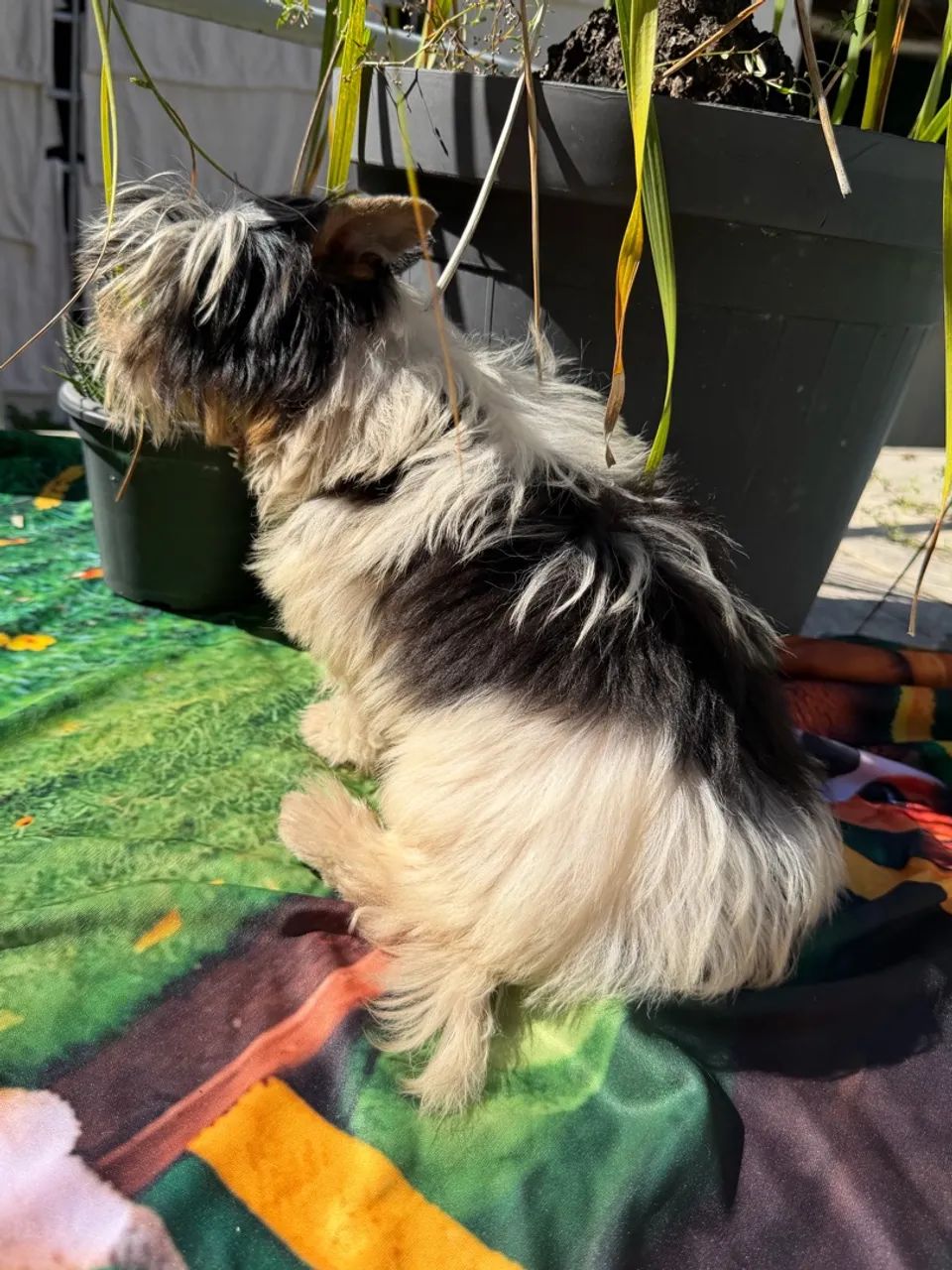 Biewer Terrier  - Foto 2