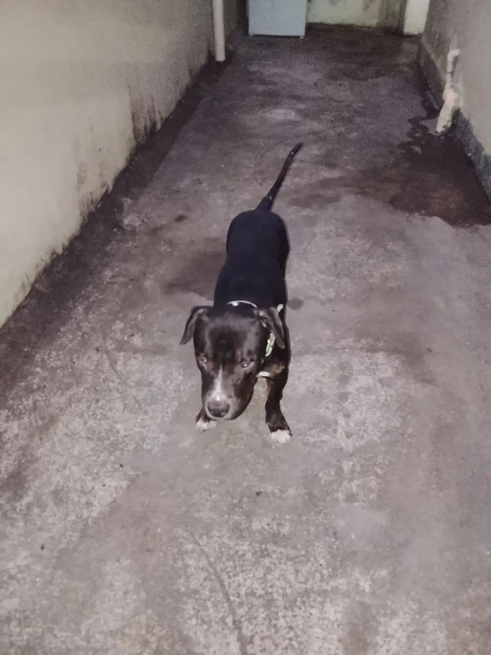 Pit Bull 