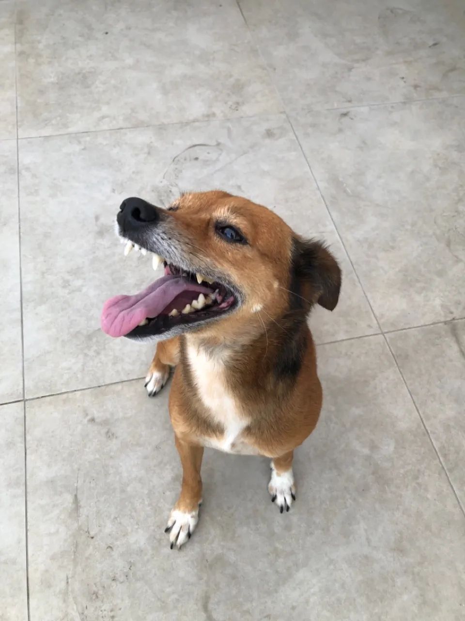 Adoção responsável  - Foto 3