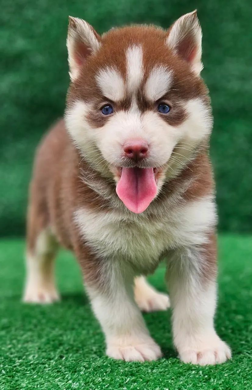 Husky siberiano com PEDIGREE registrado vacinados e vermífugados 3vezes  - Foto 2